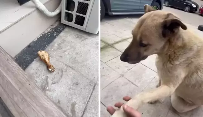 Sokak köpeği, kendisini besleyen kişinin dükkanına tavuk budu bıraktı