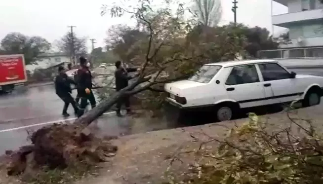 Fırtınada ağaç kökünden söküldü, aracın üzerine devrildi