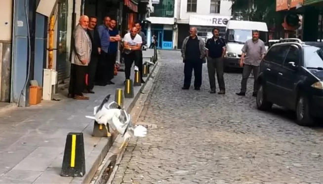 Ekmeği bölüşemeyen martılar hararetli kavgaya tutuştu, Trabzonlu vatandaşlar nasihat verdi