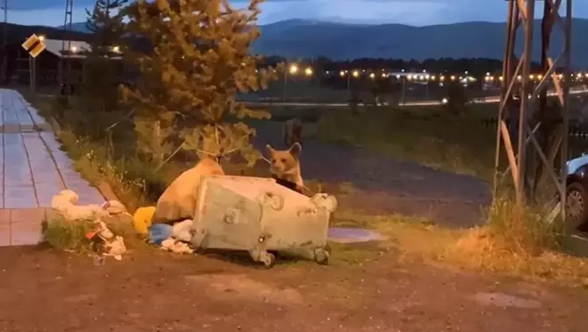 Sarıkamış'ta boz ayılar ilçe merkezine indi