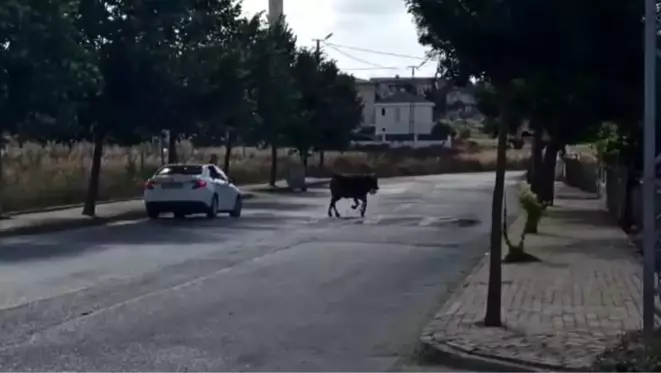 Silivri'de sahibinin elinden kaçan kurbanlık zor anlar yaşattı