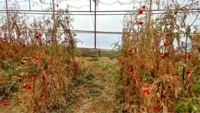 Son dakika haberi | Serada cansız bedeni bulunan çiftçinin şüpheli ölümünde 3. kez gözaltına alınan şüpheli tutuklandı