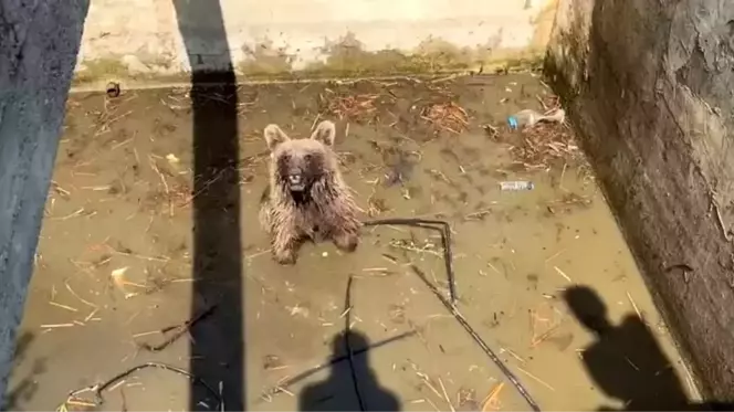 Sulama kanalı düşen ayı, 5 saatlik çalışmayla kurtarıldı