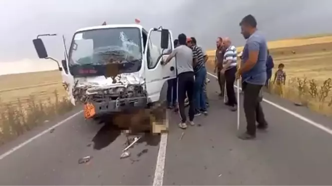 Sürücüsünün direksiyon hakimiyetini kaybettiği tanker büyükbaş hayvan sürüsüne daldı: 18 hayvan telef oldu