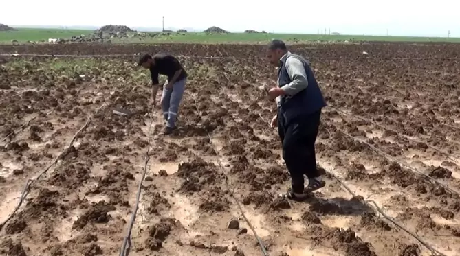 Dolu yağışı ekili arazileri vurdu