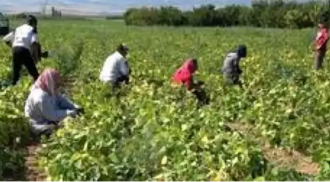 Isparta'nın Garip köyünde yılda 4 bin ton barbunya üretilip milli ekonomiye katkı sağlanıyor