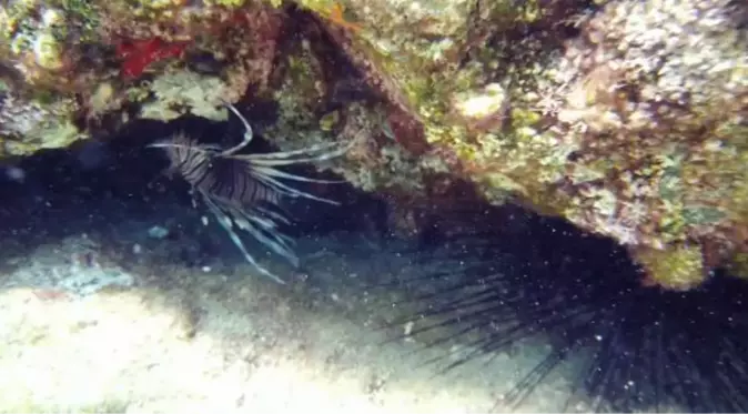 Kıyıdan 5 metre açıkta, 1 metre derinlikte zehirli aslan balığı