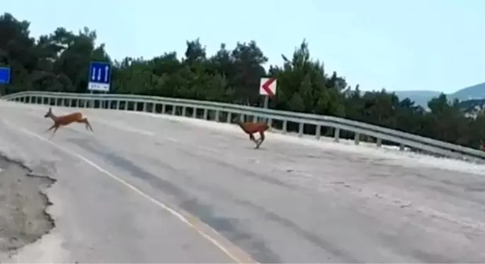 Sosyal medya, Kaz Dağları'nda ağaçlar kesilirken kaçışan ceylanları konuşuyor