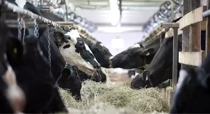 Belçika'da, Müslümanları kızdıracak karar! Helal kesim yasağı başladı