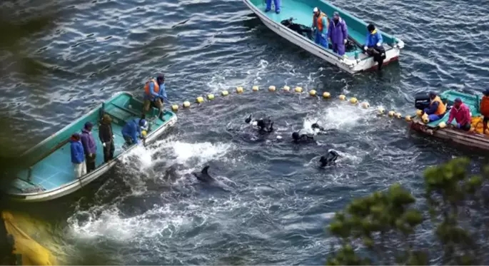 Japonya'da tartışmalı av başladı: 1700 yunus öldürülecek ya da yakalanacak