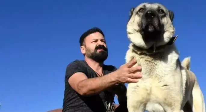 Kangal köpeğinin tescili alındı! Artık yurt dışına kaçırılamayacak