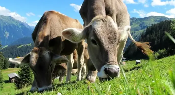 Rüyada inek görmek ne anlama gelir? Rüya tabirleri! Rüyada inekler görmek ne anlama gelir?