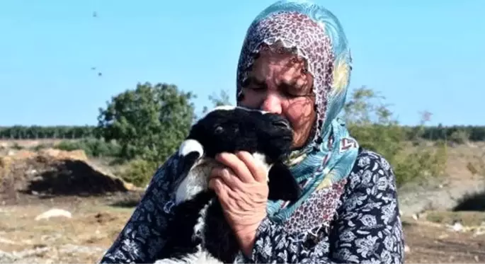 Adana'da 40 koyunu çalınan Ayşe Teyze, hırsızlara yalvardı: Ne olur koyunlarımızı geri getirin