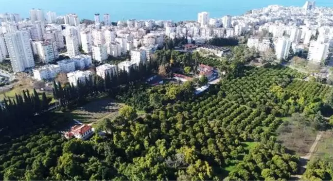 Avokado fidanı için bir yıl önceden sıraya giriyorlar