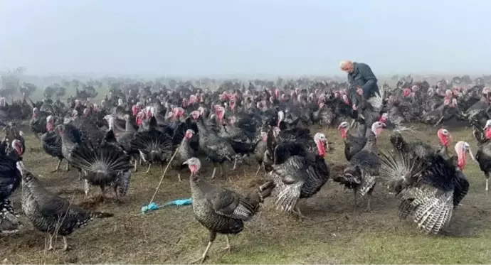 Geçen yıl kilosu 100 liraydı, bu yıl 350! Yılbaşı hindilerine yoğun ilgi var