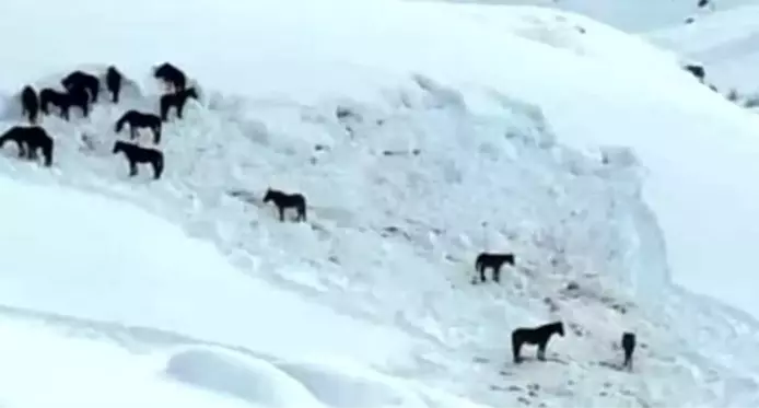 Hakkari'de at sürüsü ölüme terk edildi