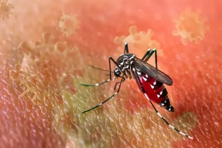 DSÖ'den salgın uyarısı! Chikungunya virüsü hızla yayılıyor, 5.6 milyar kişi risk altında
