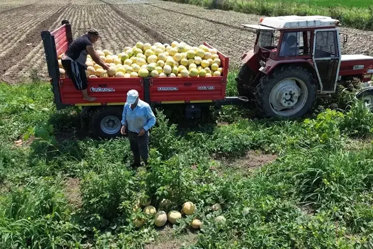 Sadece Bafra Ovası'nda yetişiyor! Süheyla Kavunu'nun kilosu 12 TL'den kapış kapış gidiyor