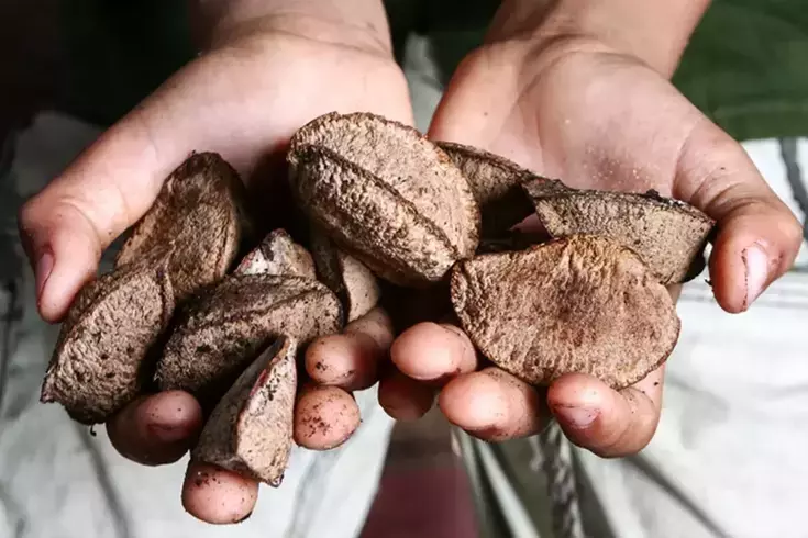 Ne ceviz, ne fındık, ne de badem! En sağlıklı kuruyemiş belli oldu