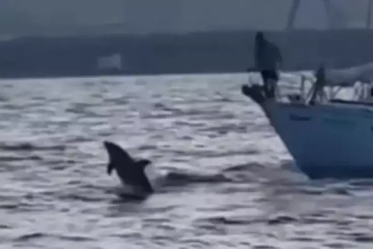 Gazze'ye yelken açan Küresel Sumud Filosu'na yunus balıkları da eşlik etti