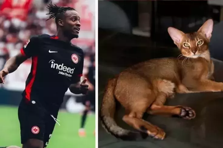 Tüm ülke Batshuayi'nin kedisi için tek yürek oldu