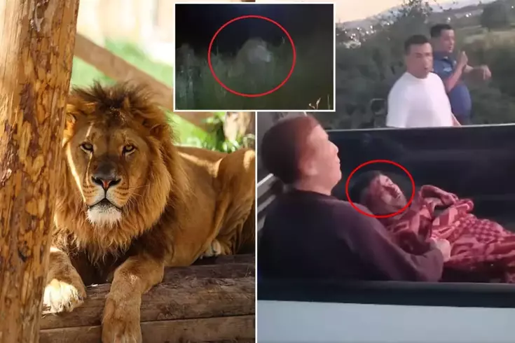 İlçe diken üstünde! Firari aslan bir kişiyi yaralayıp kayıplara karıştı