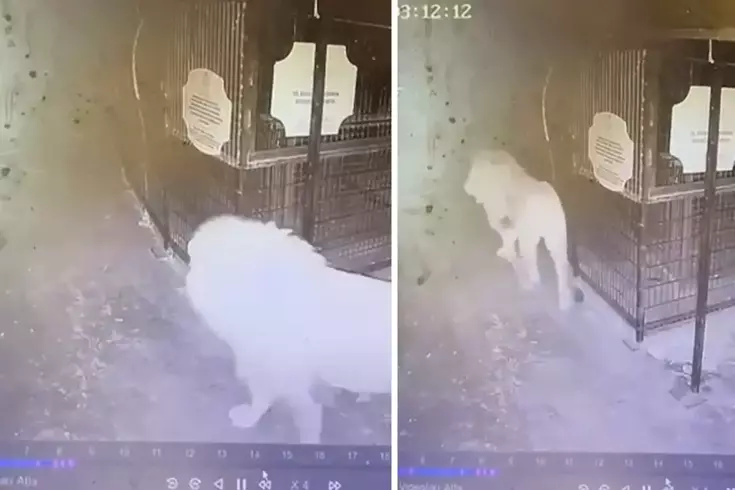 Hayvan parkından kaçan aslanın kafesten çıktığı anlar güvenlik kamerasında
