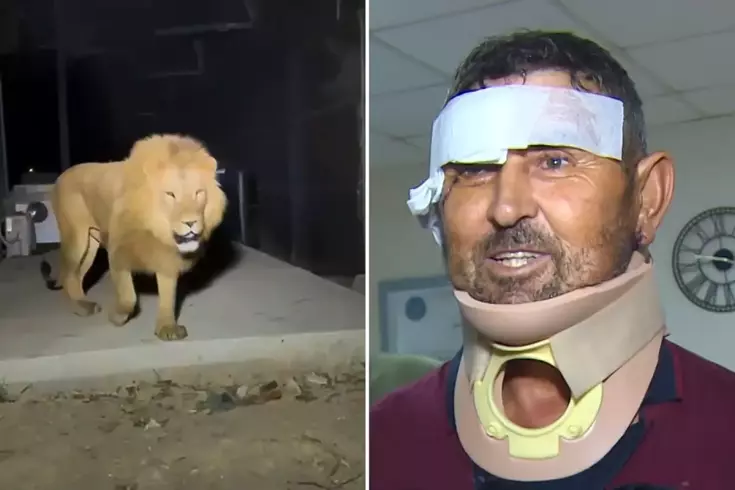 Aslan saldırısında yaralanan çiftçi taburcu edildi: Boğazıma sarıldı ben de onu gırtlakladım