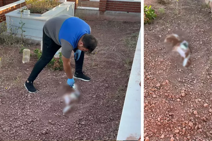 Mezarlığa gömülen köpek leşi ekipleri alarma geçirdi
