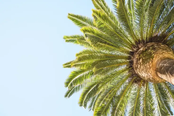 Palm Yağı Hakkında Bilimsel Verilere Dayalı 10 Gerçek