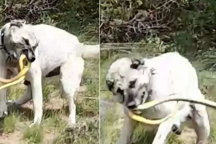 Kangalın cesaretini en iyi anlatan görüntü! Ağaca tırmandı, etkisiz hale getirdi