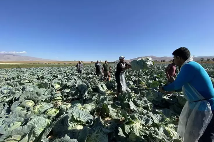 Günlük 4 bin TL'ye işçi bulunamıyor! Tarlada kriz büyüyor