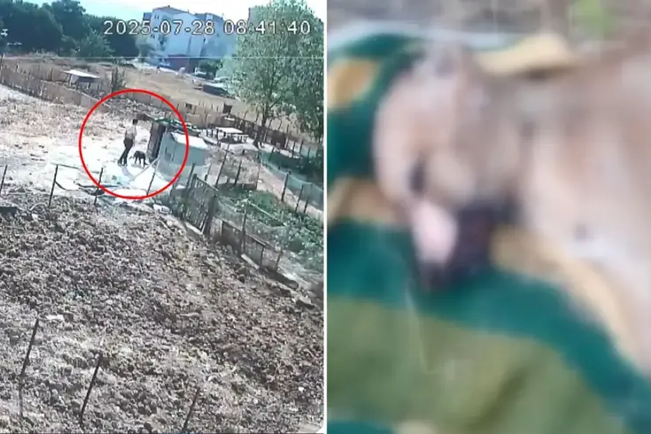 Bir köpeği işkenceyle katletti, diğerinin boğazını sıkıp derisini yüzdü