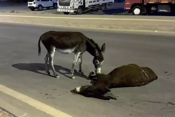 Sözün bittiği yer! Ölen annesinin başından bir an olsun ayrılmadı