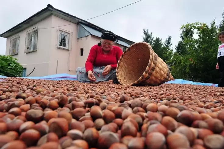 Fındık alım fiyatı belli oldu