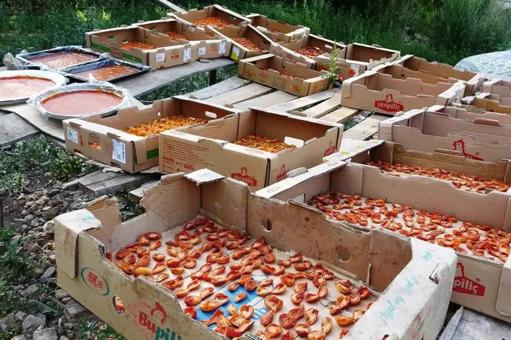Bu sene verim yüksek! Van'da kayısının kilosu 300 TL'ye satılıyor