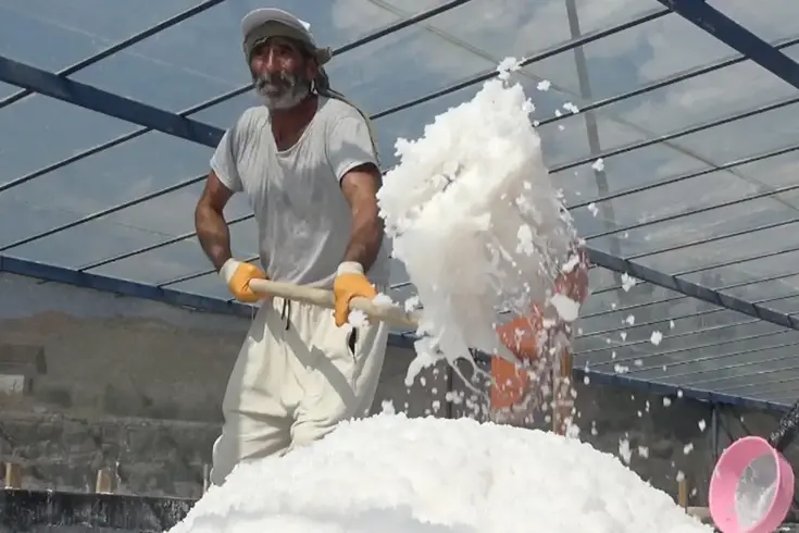 450 yıllık mucize! Dünyada sadece Kemah'ta var, 2 bin ton üretilecek