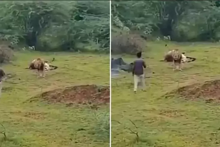 Aslanla yakın çekim uğruna az daha canından oluyordu