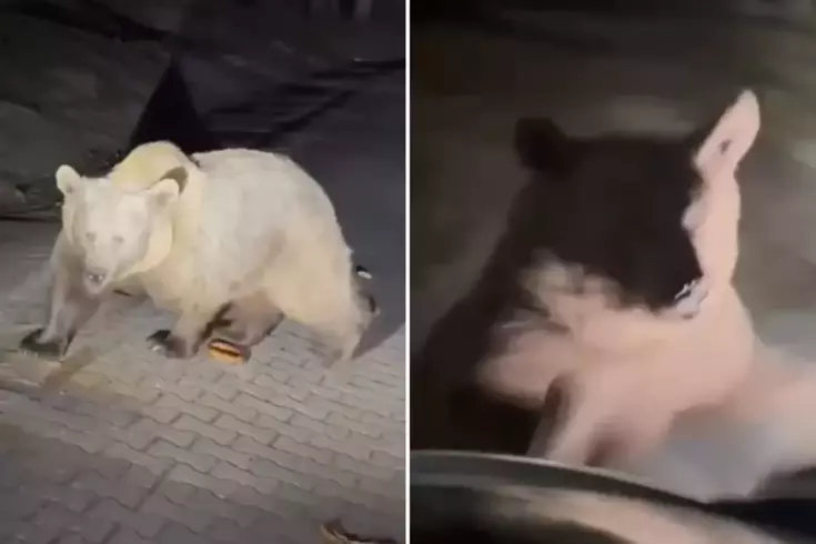 Ayılara yakından bakmak isterken saldırıya uğradı