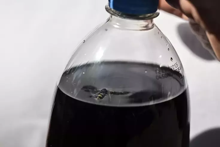 Marketten aldıkları kolanın içinden ölü arı çıktı