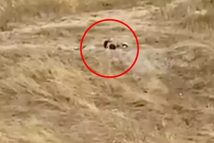 Müftülüğün yanında rezalet! Gündüz vakti tarlada ilişkiye girdiler