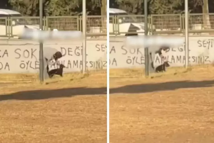 Boş arazide köpeğe işkence etti