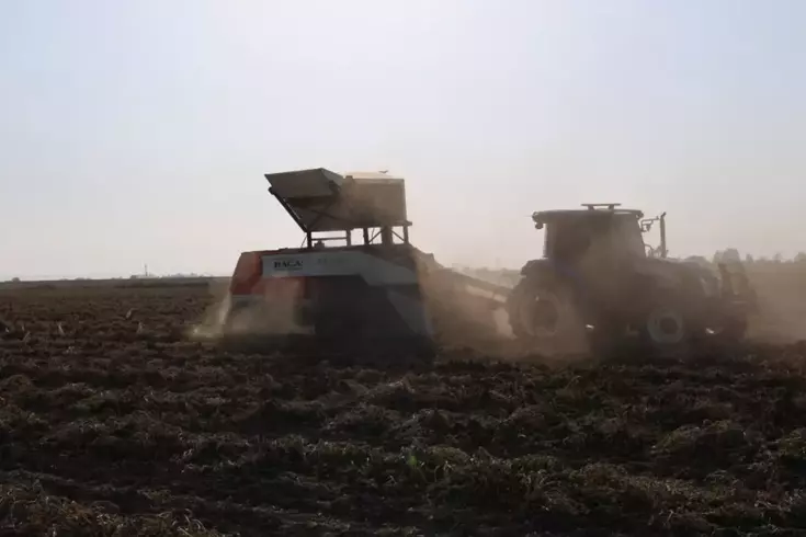 Hasat başladı, kilosu 60 liradan satılıyor