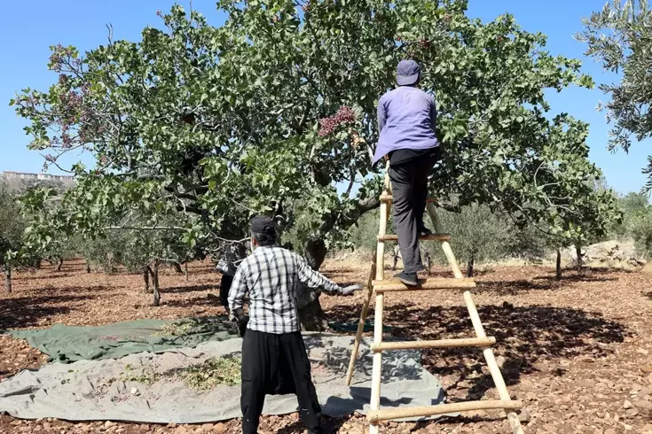 Tarlaya girenin yüzü düştü! Resmen yok senesi