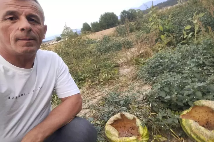 Hasada bir gün kala tarlaya giden çiftçi hayatının şokunu yaşadı! Sebebi şaşırttı