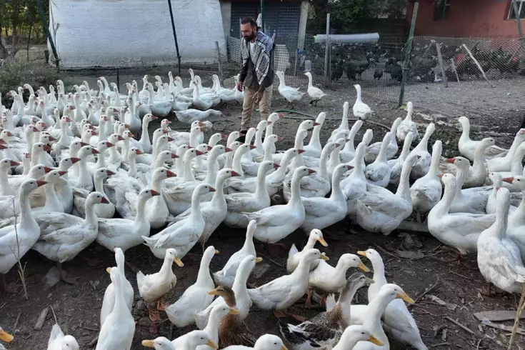 Tek ıslığıyla yüzlerce hayvan koşarak geliyor