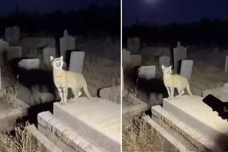 النقطة الأخيرة التي وصلت إليها الذكاء الاصطناعي: آلاف الأشخاص اعتقدوا أنها حقيقية وشاركوا بها.