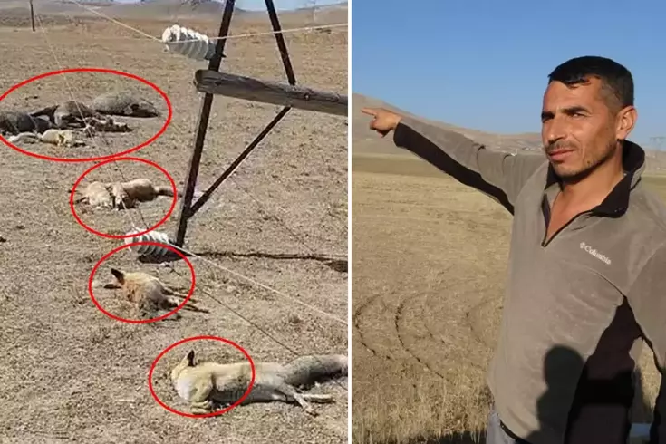 Hayvan otlatırken gördüğü manzara karşısında dehşete düştü