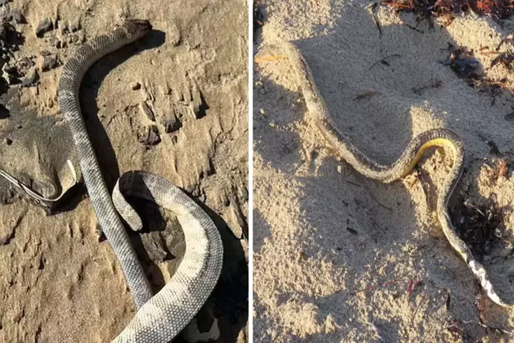Kıyamet alameti gibi olay! Tek tek kıyıya vuruyorlar