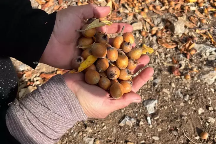 30 yıl önce biri yaptı ve ortadan kayboldu! Toplayan hem satıyor hem şifa buluyor